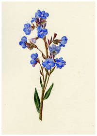 Falloon, Italian Bugloss Flower (Anchusa Italica), Lord's Wood, Kent – 1915 watercolour painting