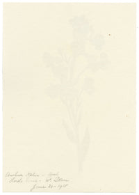 Falloon, Italian Bugloss Flower (Anchusa Italica), Lord's Wood, Kent – 1915 watercolour painting