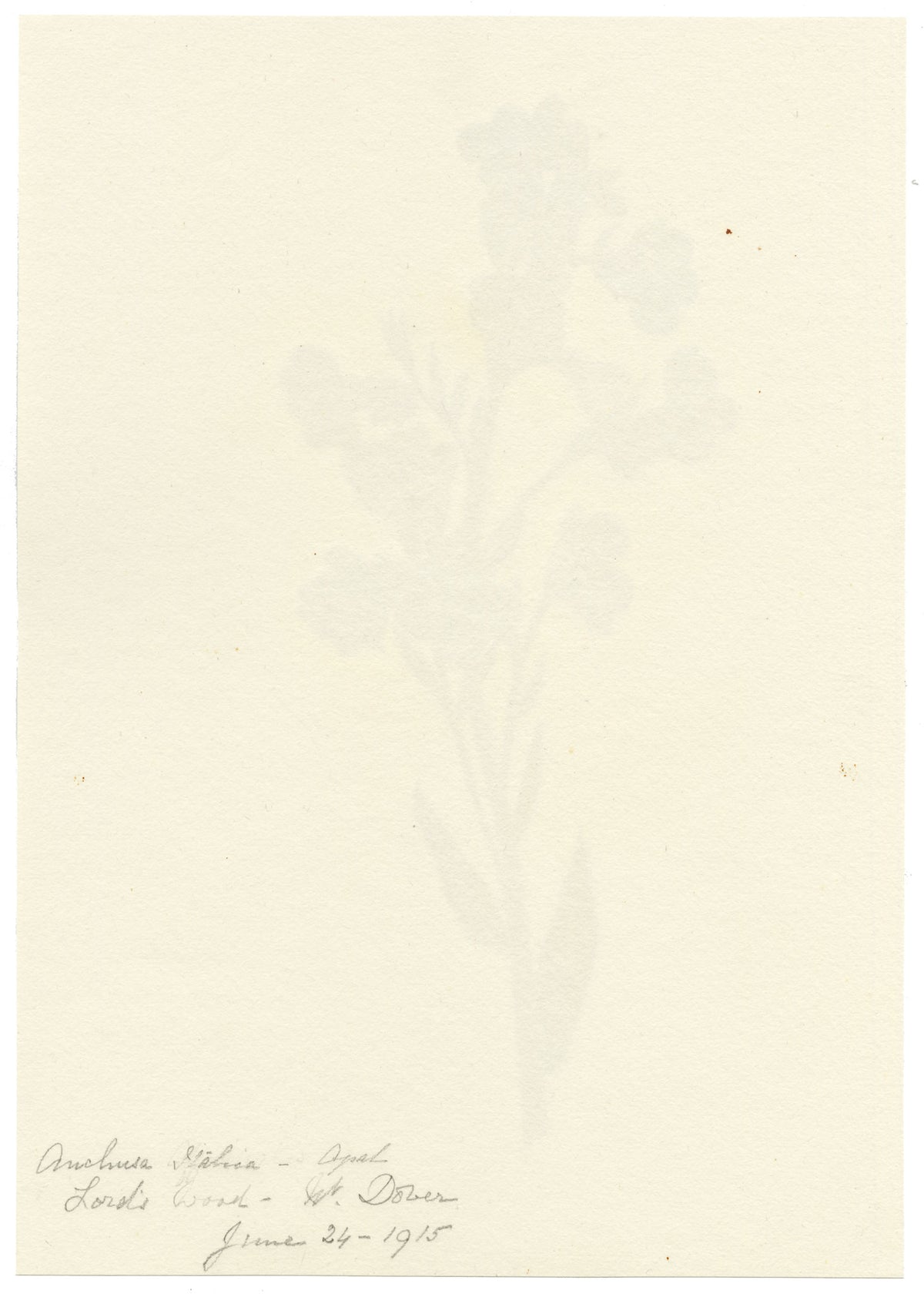 Falloon, Italian Bugloss Flower (Anchusa Italica), Lord's Wood, Kent – 1915 watercolour painting