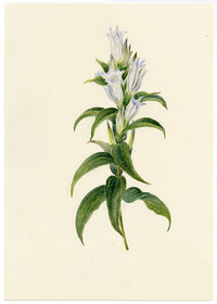Falloon, Willow Gentian Flower (Gentiana asclepiadea), Rigi, Switzerland – 1905 watercolour painting
