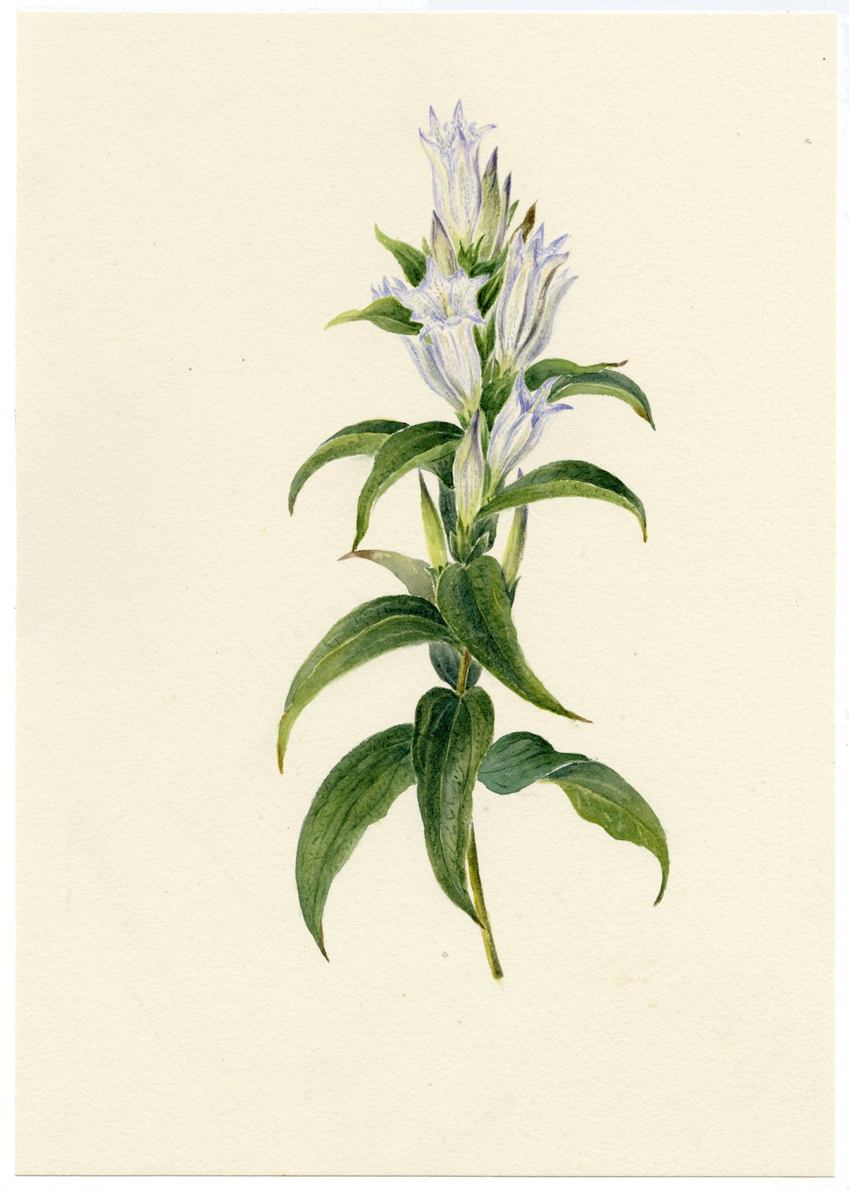 Falloon, Willow Gentian Flower (Gentiana asclepiadea), Rigi, Switzerland – 1905 watercolour painting