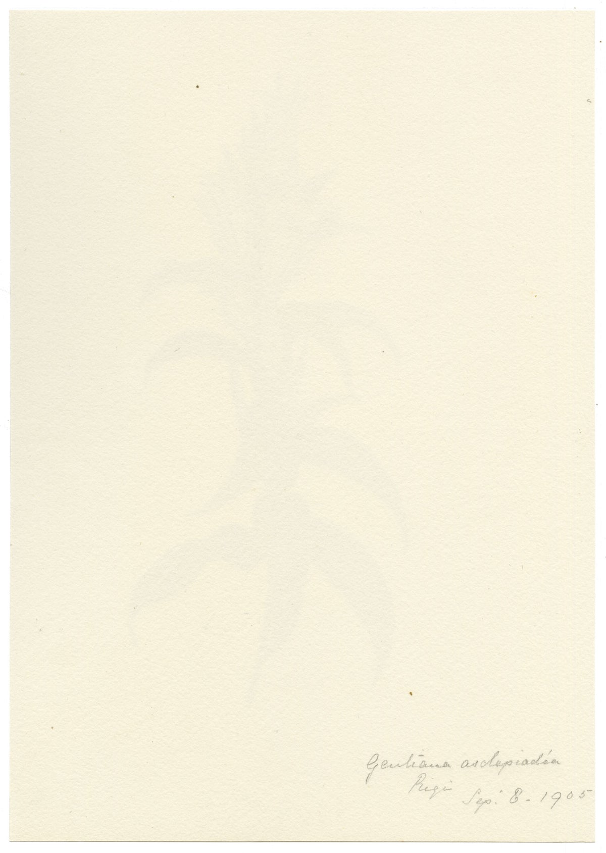 Falloon, Willow Gentian Flower (Gentiana asclepiadea), Rigi, Switzerland – 1905 watercolour painting