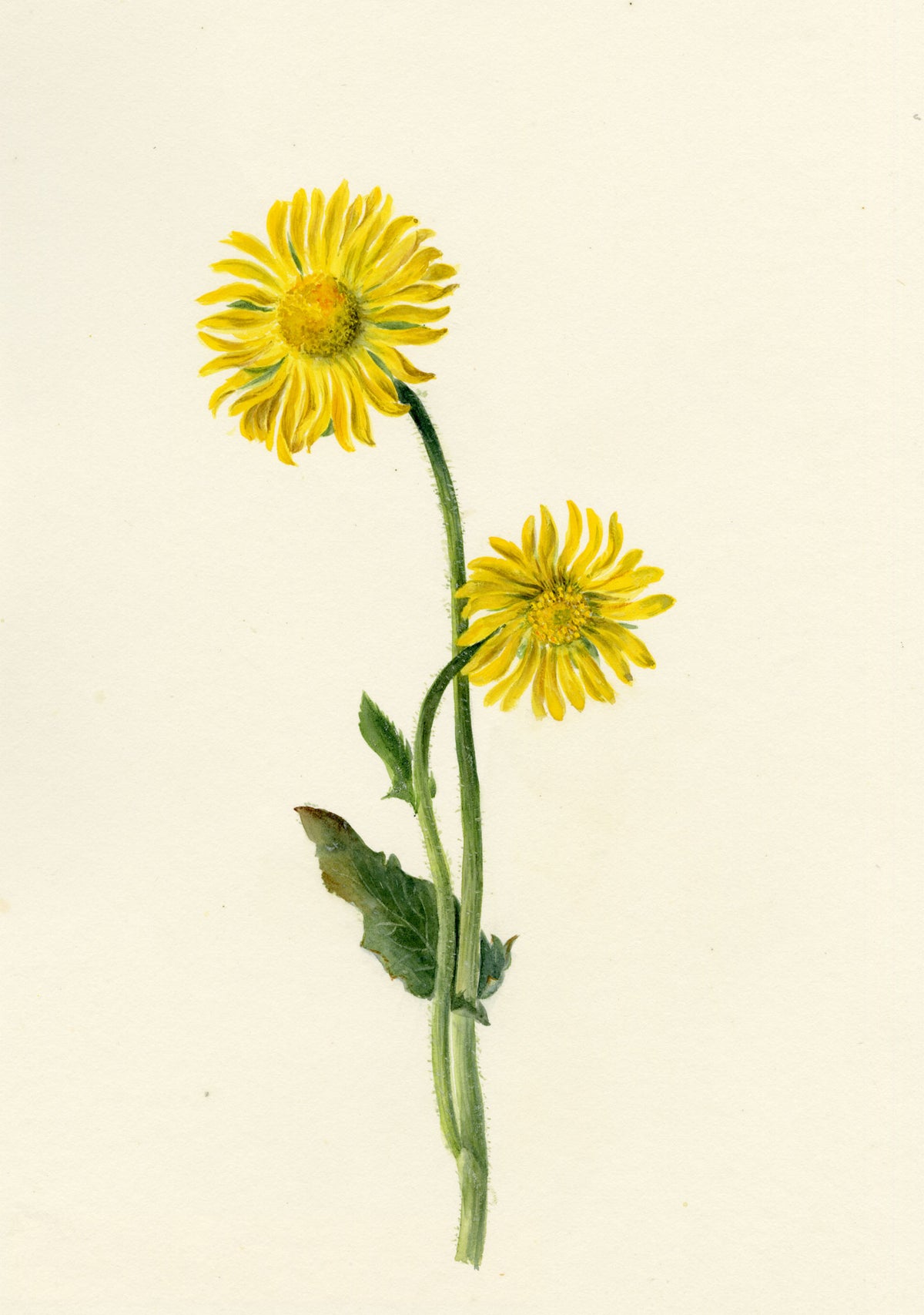 Falloon, Great Leopard's Bane Flower (Aronicum scorpioides), Les Diablerets, Switzerland – 1901 watercolour painting