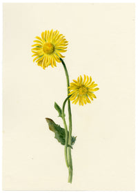 Falloon, Great Leopard's Bane Flower (Aronicum scorpioides), Les Diablerets, Switzerland – 1901 watercolour painting