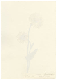 Falloon, Great Leopard's Bane Flower (Aronicum scorpioides), Les Diablerets, Switzerland – 1901 watercolour painting