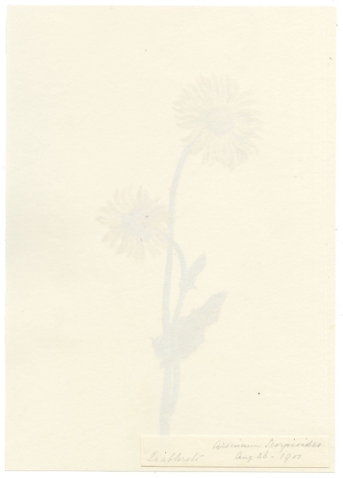 Falloon, Great Leopard's Bane Flower (Aronicum scorpioides), Les Diablerets, Switzerland – 1901 watercolour painting