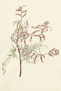 Falloon, Common Tamarisk Flower (Tamarix gallica), Deal, Kent – 1899 watercolour painting