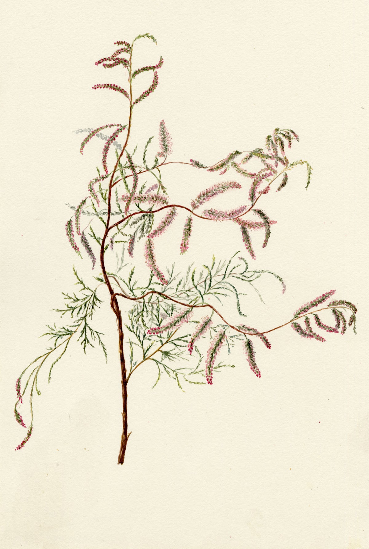 Falloon, Common Tamarisk Flower (Tamarix gallica), Deal, Kent – 1899 watercolour painting