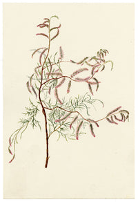Falloon, Common Tamarisk Flower (Tamarix gallica), Deal, Kent – 1899 watercolour painting