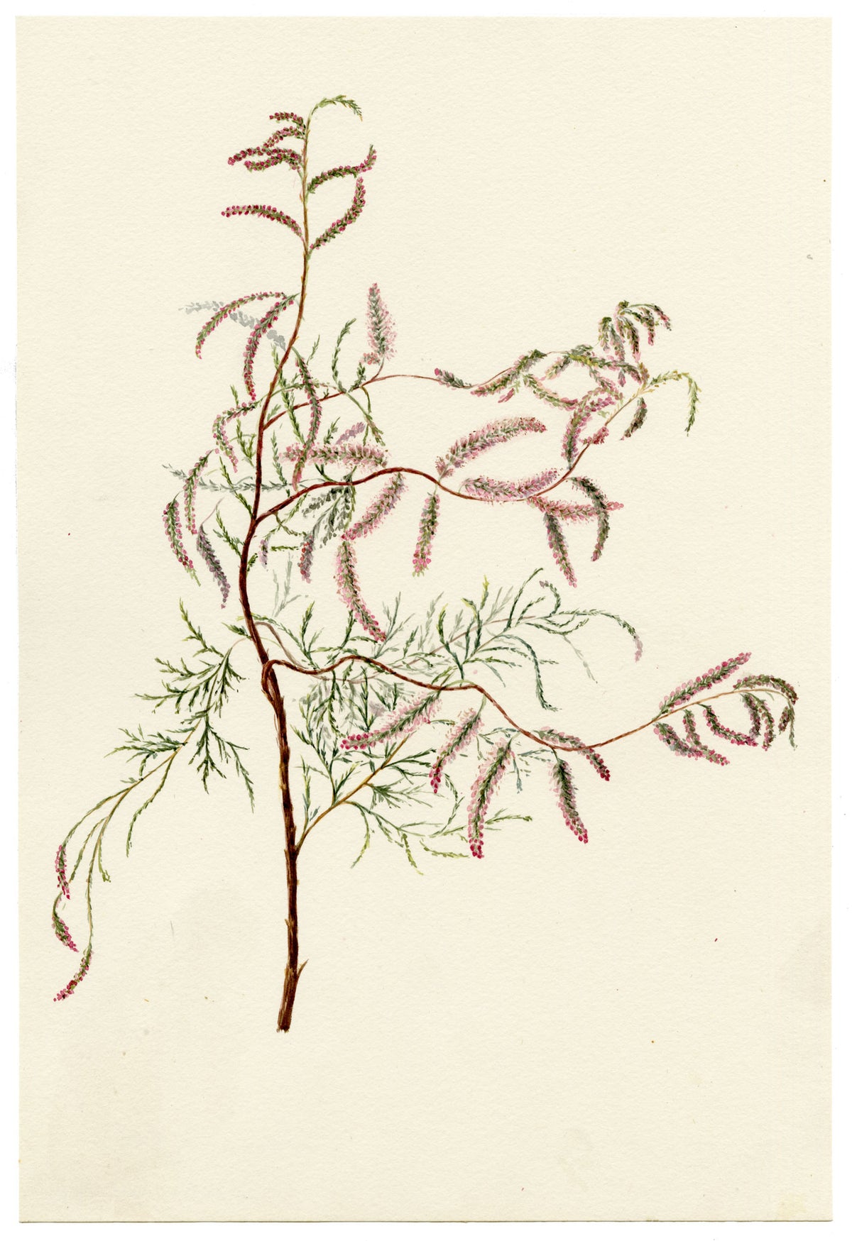 Falloon, Common Tamarisk Flower (Tamarix gallica), Deal, Kent – 1899 watercolour painting
