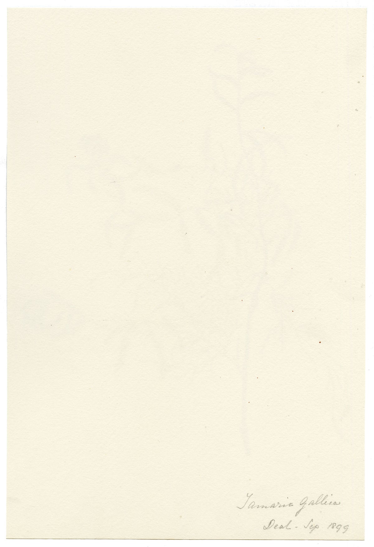 Falloon, Common Tamarisk Flower (Tamarix gallica), Deal, Kent – 1899 watercolour painting