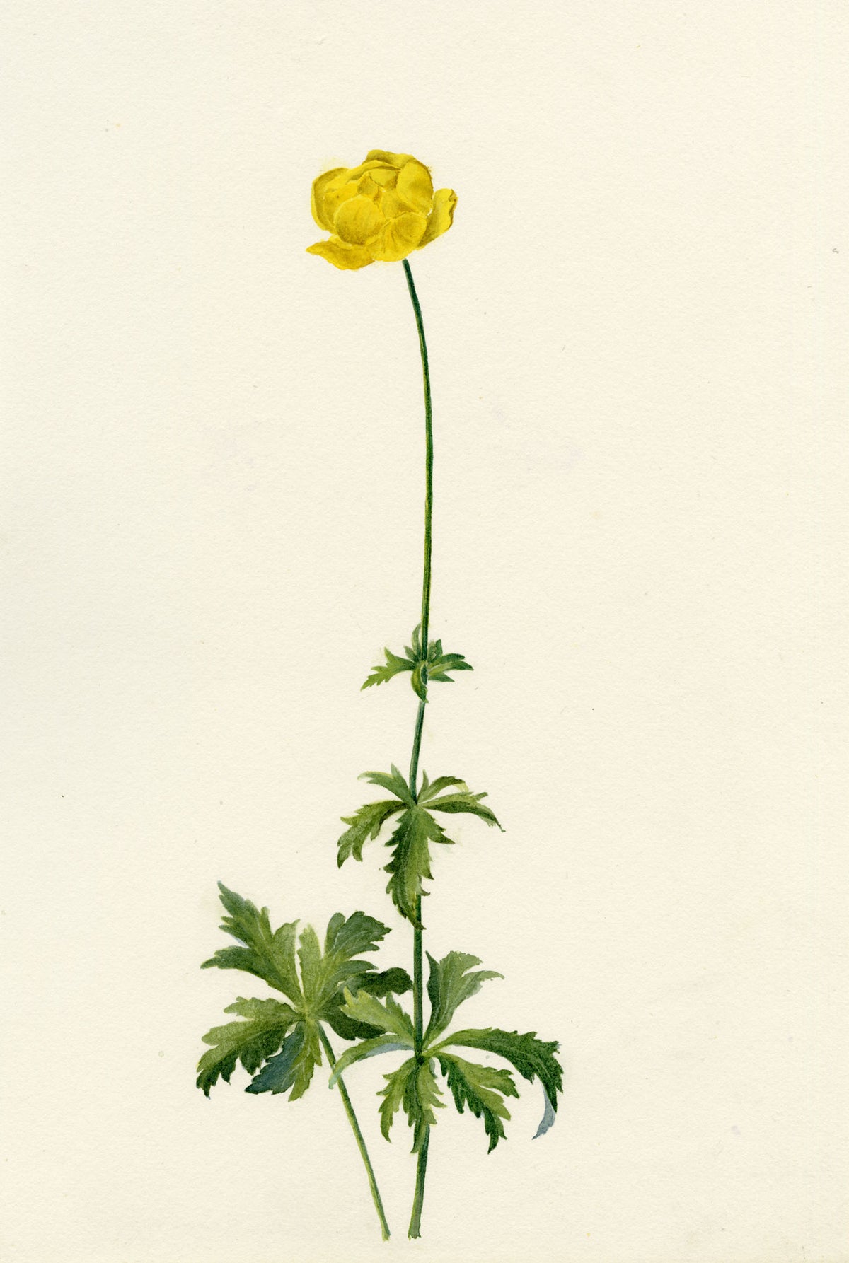 Falloon, Globeflower (Trollius europaeus), Beatenberg, Switzerland – 1898 watercolour painting