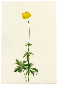 Falloon, Globeflower (Trollius europaeus), Beatenberg, Switzerland – 1898 watercolour painting