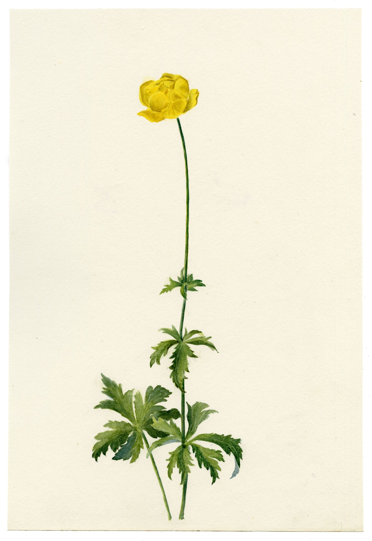 Falloon, Globeflower (Trollius europaeus), Beatenberg, Switzerland – 1898 watercolour painting