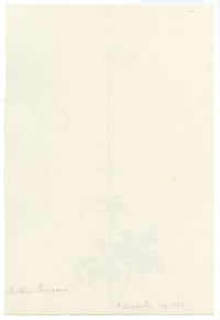 Falloon, Globeflower (Trollius europaeus), Beatenberg, Switzerland – 1898 watercolour painting