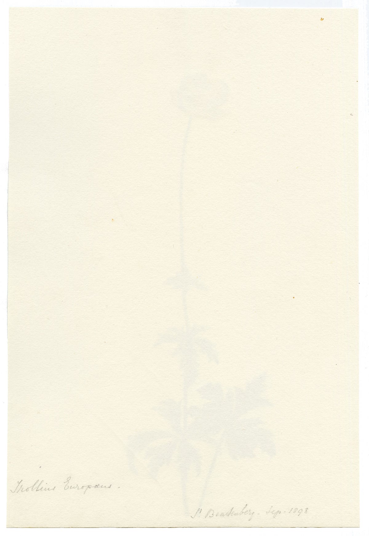 Falloon, Globeflower (Trollius europaeus), Beatenberg, Switzerland – 1898 watercolour painting