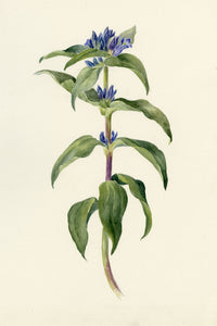 Falloon, Crosswort Gentian Flower (Gentiana cruciata), Champéry, Switzerland – 1898 watercolour painting