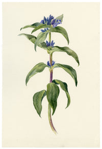Falloon, Crosswort Gentian Flower (Gentiana cruciata), Champéry, Switzerland – 1898 watercolour painting