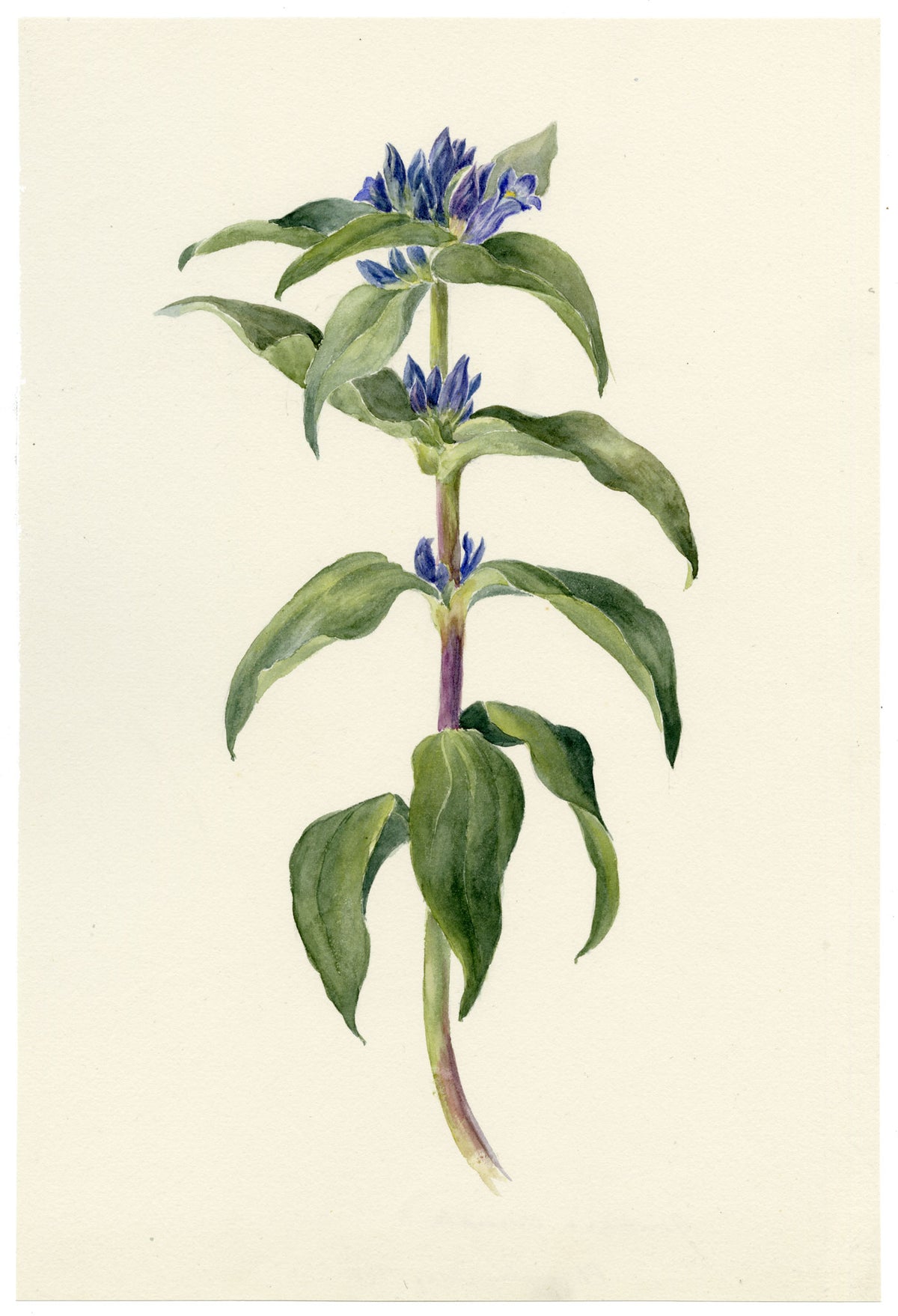 Falloon, Crosswort Gentian Flower (Gentiana cruciata), Champéry, Switzerland – 1898 watercolour painting