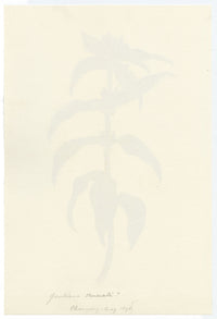 Falloon, Crosswort Gentian Flower (Gentiana cruciata), Champéry, Switzerland – 1898 watercolour painting