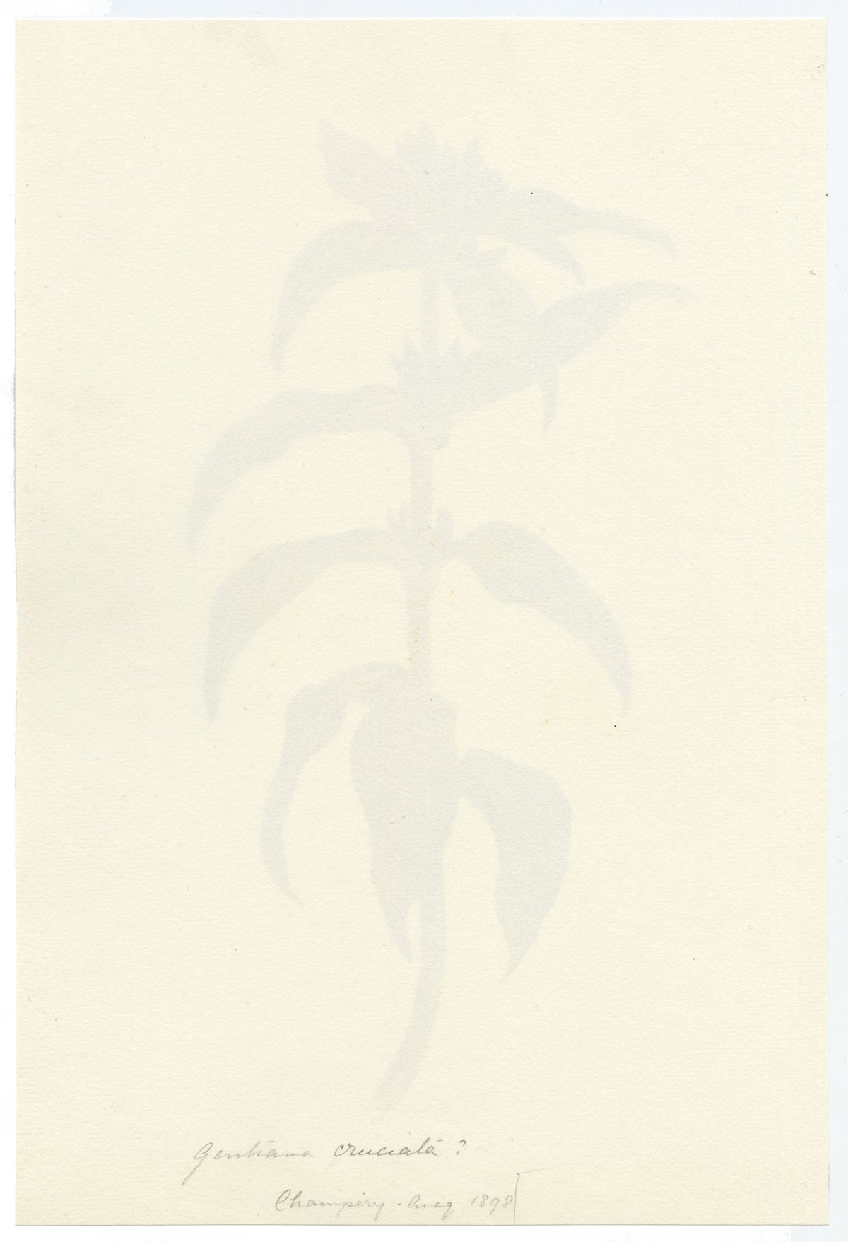 Falloon, Crosswort Gentian Flower (Gentiana cruciata), Champéry, Switzerland – 1898 watercolour painting