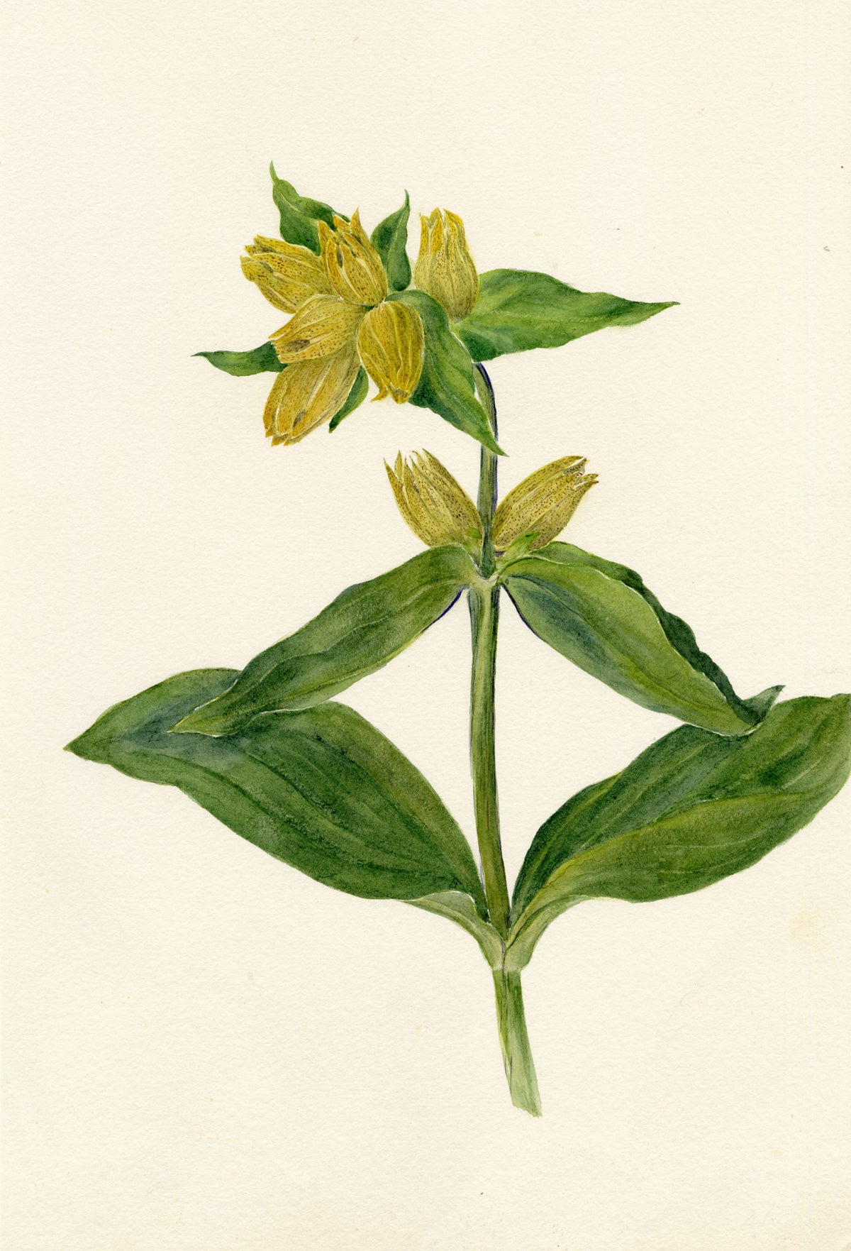 Falloon, Spotted Gentian Flower (Gentiana punctata), Engelberg, Switzerland – 1908 watercolour painting