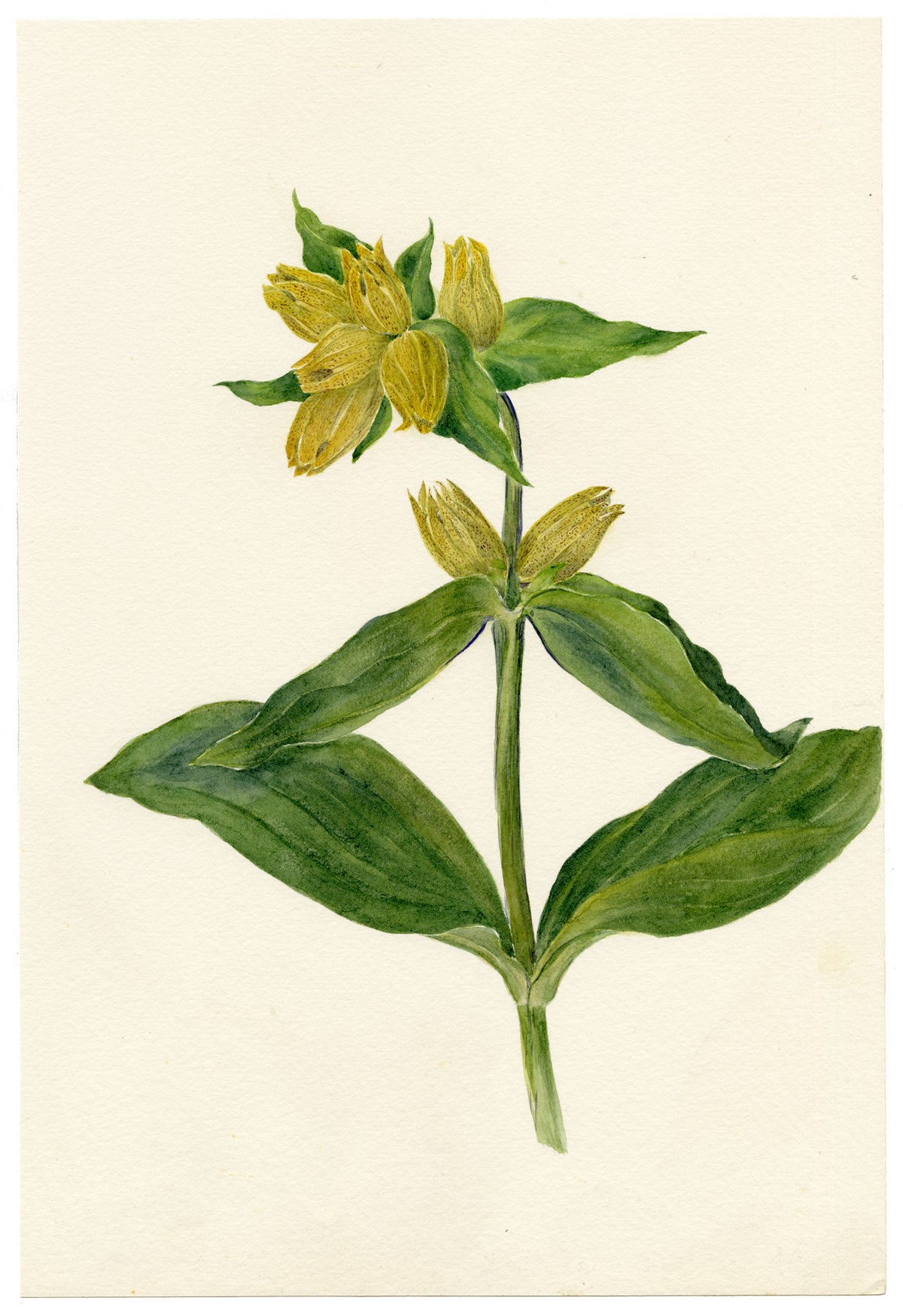 Falloon, Spotted Gentian Flower (Gentiana punctata), Engelberg, Switzerland – 1908 watercolour painting
