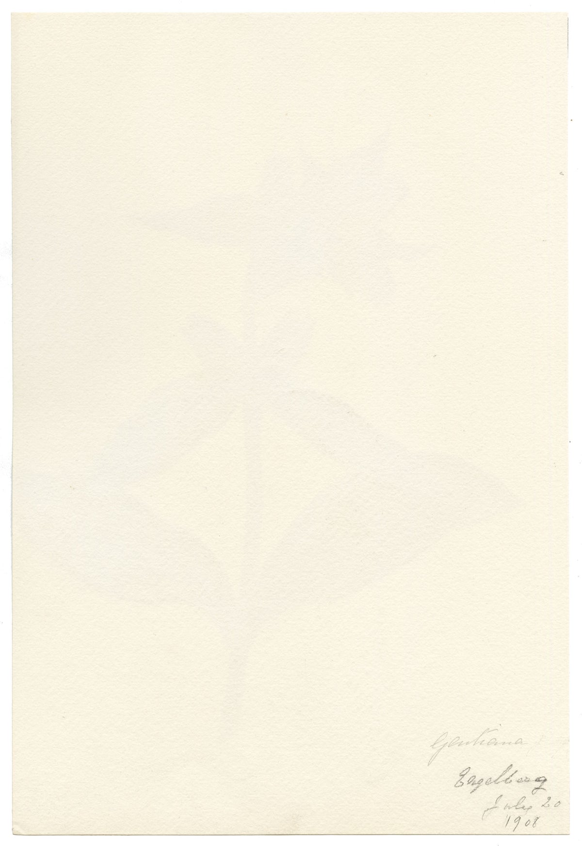 Falloon, Spotted Gentian Flower (Gentiana punctata), Engelberg, Switzerland – 1908 watercolour painting