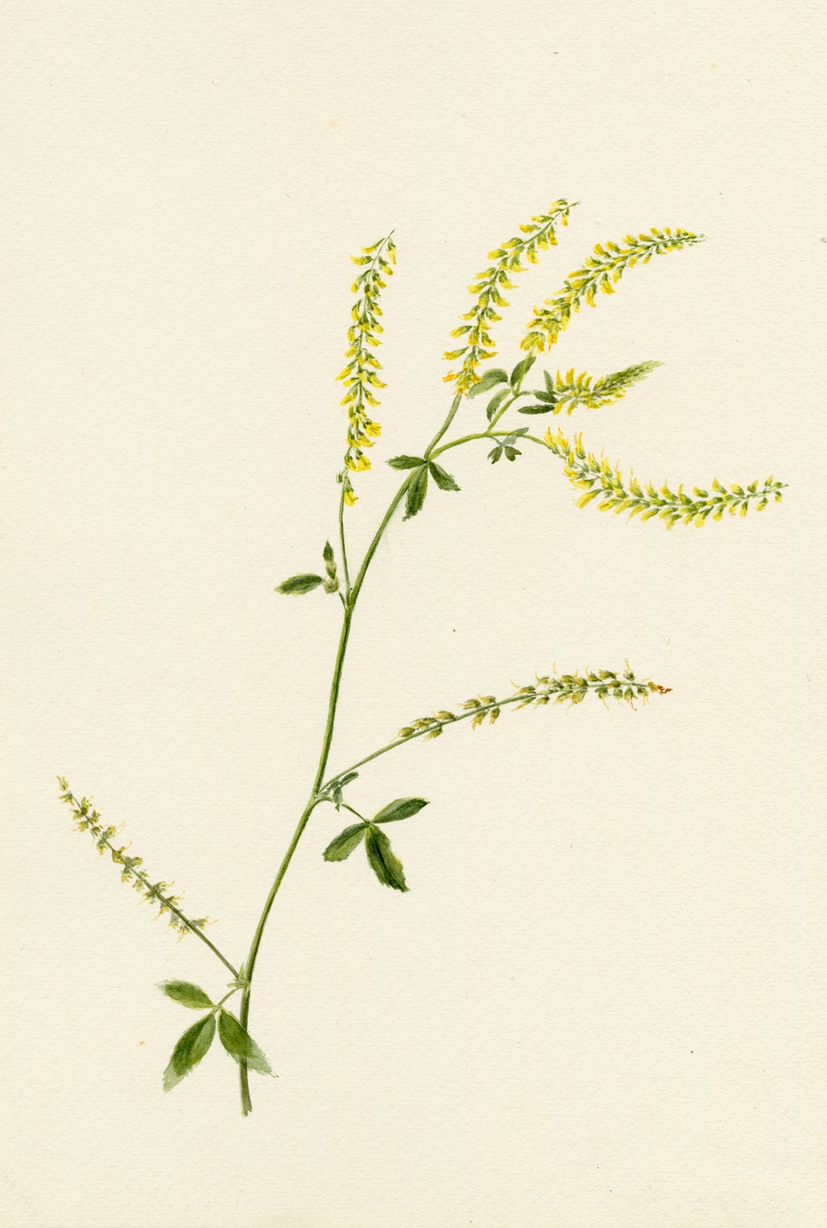 Falloon, Sweet Yellow Clover Flower (Melilotus officinalis), Sandgate, Kent – 1897 watercolour painting