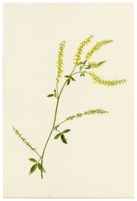 Falloon, Sweet Yellow Clover Flower (Melilotus officinalis), Sandgate, Kent – 1897 watercolour painting