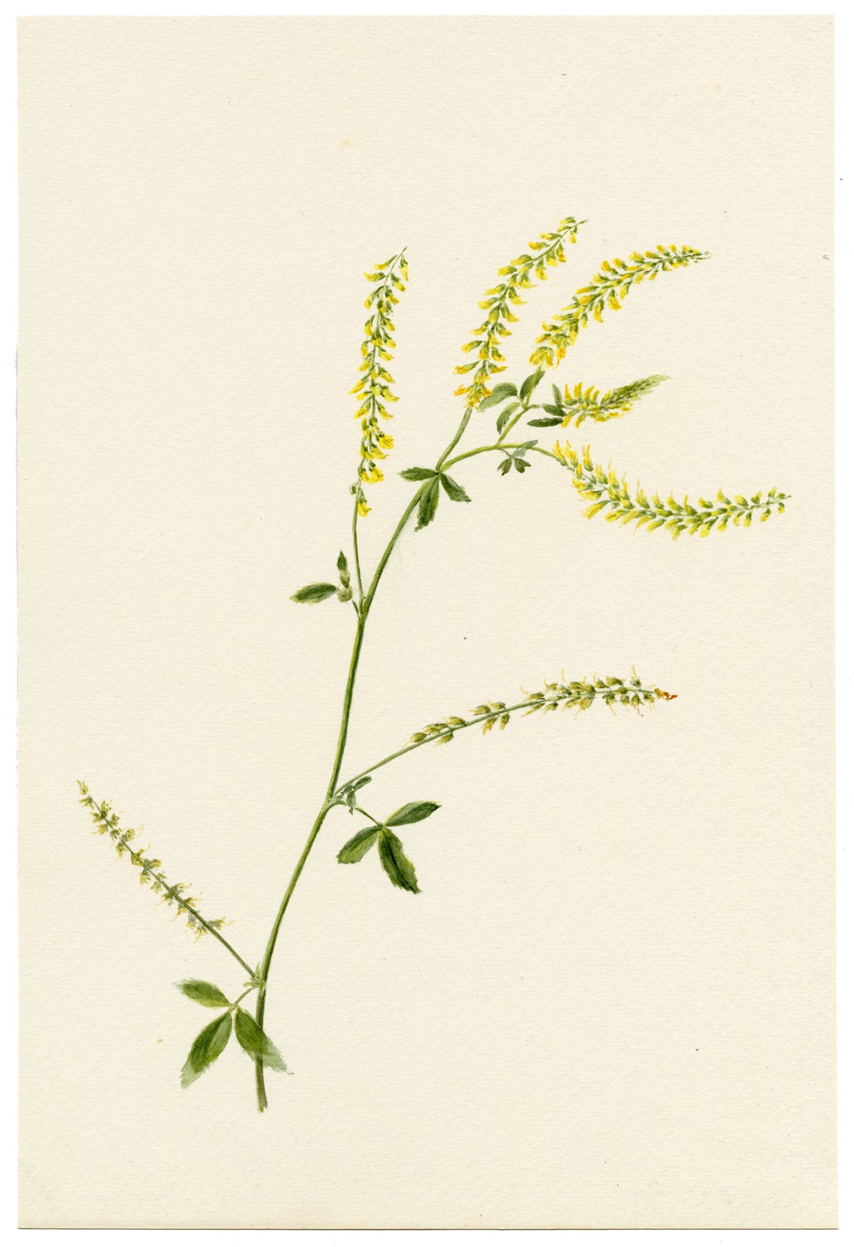 Falloon, Sweet Yellow Clover Flower (Melilotus officinalis), Sandgate, Kent – 1897 watercolour painting