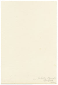 Falloon, Sweet Yellow Clover Flower (Melilotus officinalis), Sandgate, Kent – 1897 watercolour painting