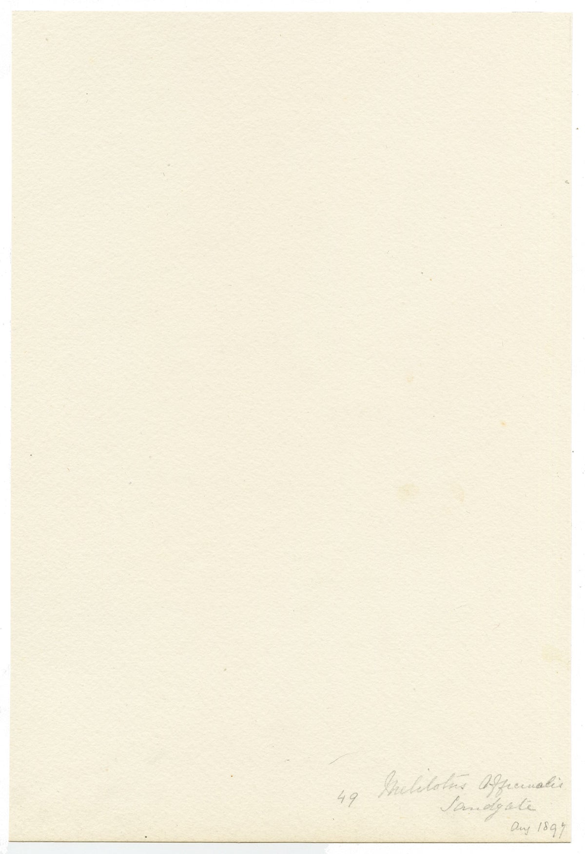 Falloon, Sweet Yellow Clover Flower (Melilotus officinalis), Sandgate, Kent – 1897 watercolour painting