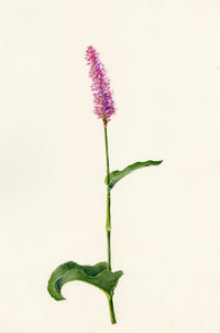 Falloon, Marginal Aquatic Bistort Flower (Polygonum bistorta), Rigi, Switzerland – 1910 watercolour painting