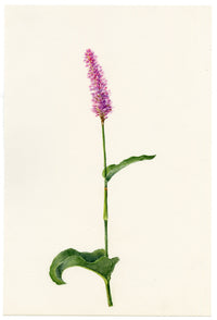 Falloon, Marginal Aquatic Bistort Flower (Polygonum bistorta), Rigi, Switzerland – 1910 watercolour painting