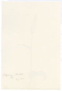 Falloon, Marginal Aquatic Bistort Flower (Polygonum bistorta), Rigi, Switzerland – 1910 watercolour painting