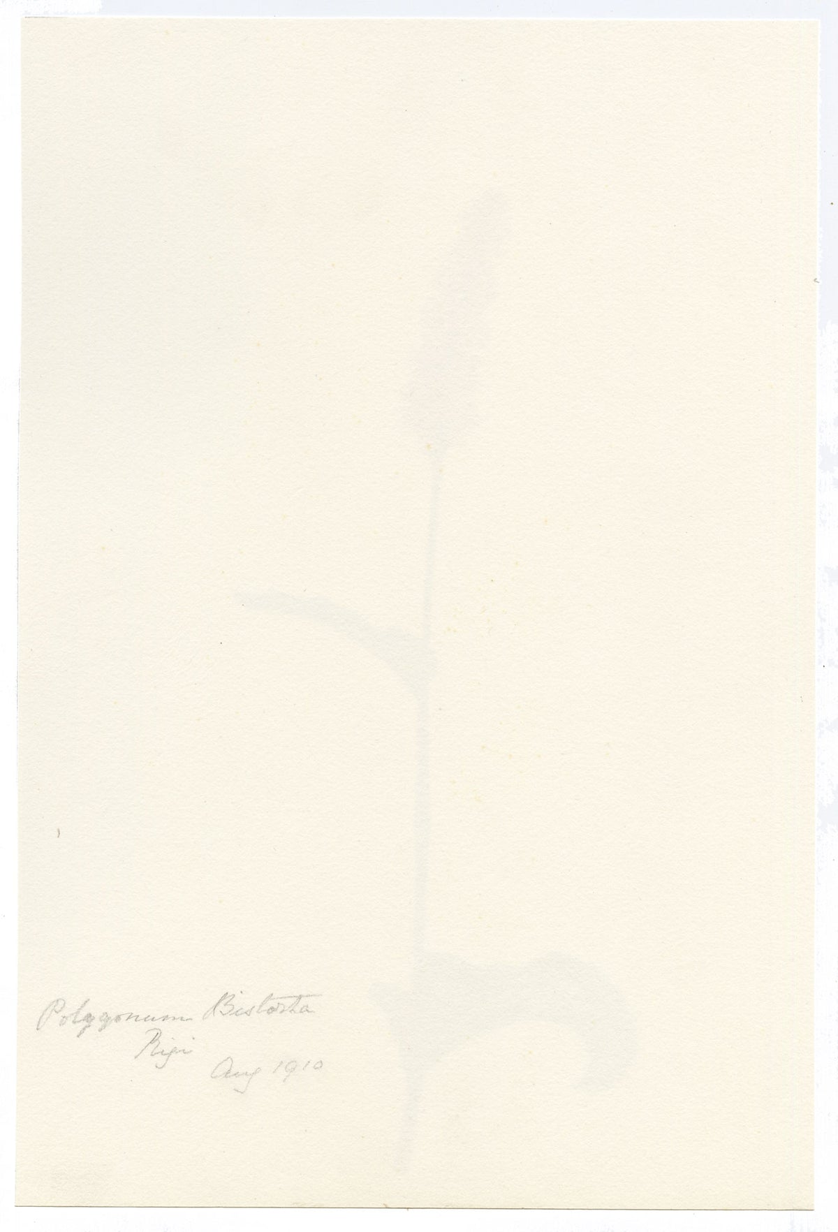 Falloon, Marginal Aquatic Bistort Flower (Polygonum bistorta), Rigi, Switzerland – 1910 watercolour painting