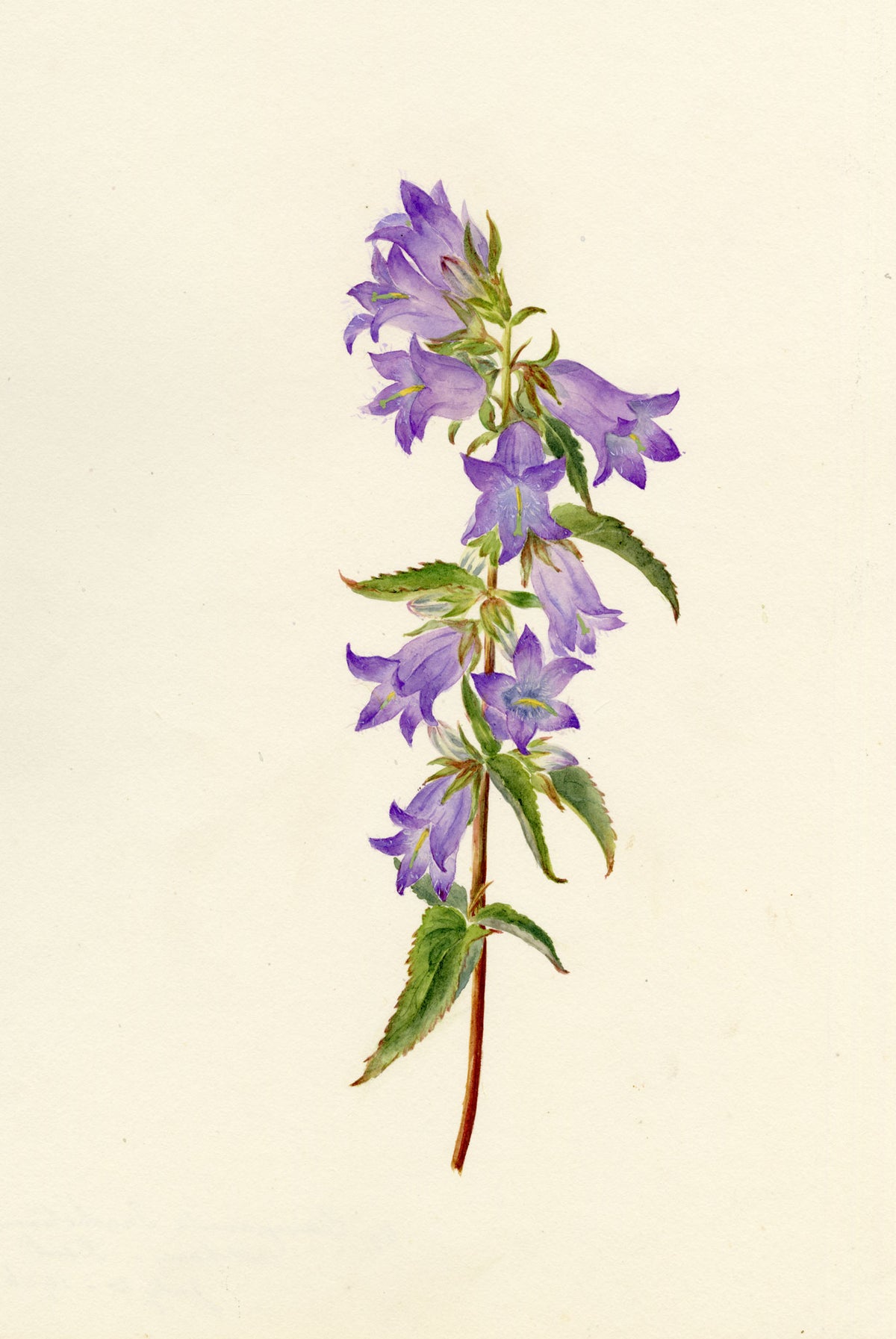 Falloon, Nettle-leaved Bellflower (Campanula trachelium), Alkham, Kent – 1906 watercolour painting