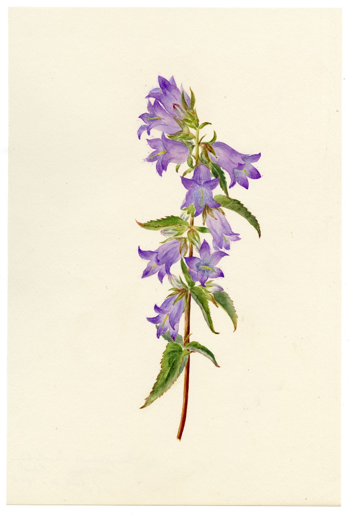 Falloon, Nettle-leaved Bellflower (Campanula trachelium), Alkham, Kent – 1906 watercolour painting