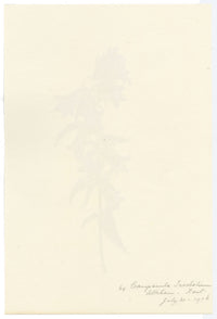 Falloon, Nettle-leaved Bellflower (Campanula trachelium), Alkham, Kent – 1906 watercolour painting