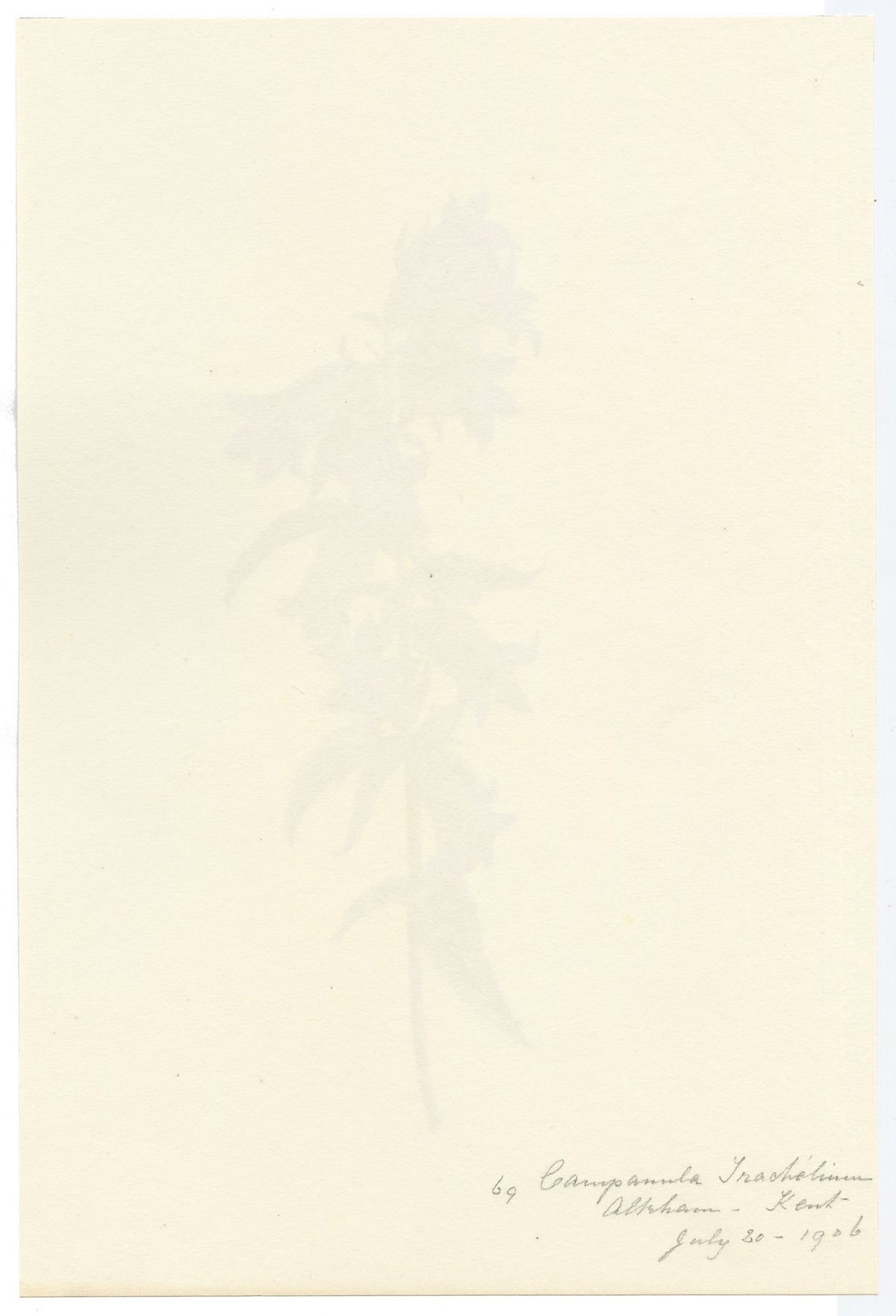 Falloon, Nettle-leaved Bellflower (Campanula trachelium), Alkham, Kent – 1906 watercolour painting