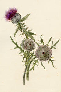 Falloon, Woolly Thistle (Cirsium eriophorum), Argentière, French Alps – 1896 watercolour painting