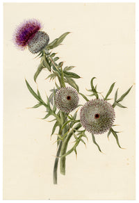 Falloon, Woolly Thistle (Cirsium eriophorum), Argentière, French Alps – 1896 watercolour painting
