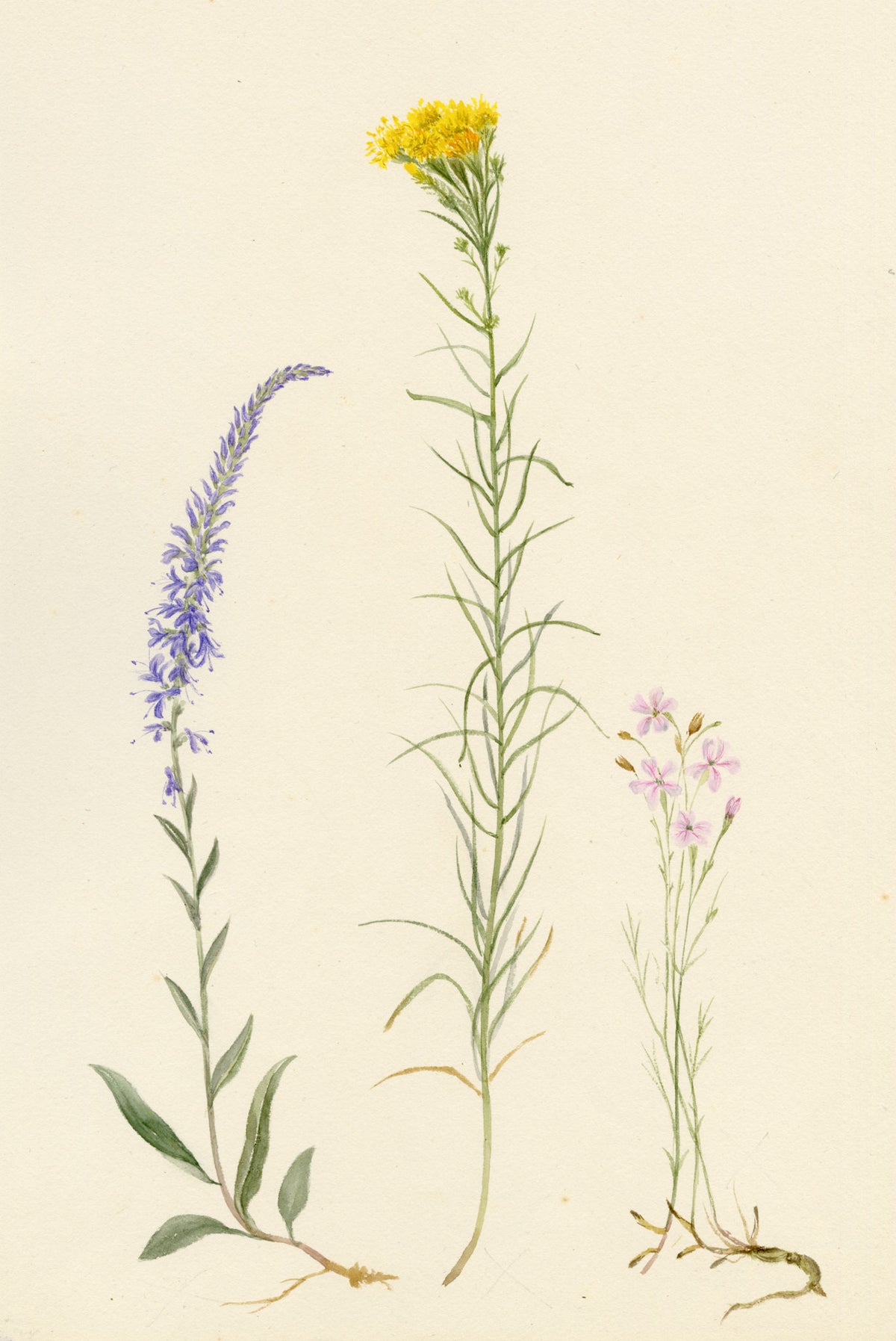 Falloon, Spiked Speedwell (Veronica spicata), Goldilocks Aster (Linosyris vulgaris), Narrow-leaved flax, (Linum tenuifolium) Wildflowers, Switzerland – 1896 watercolour painting