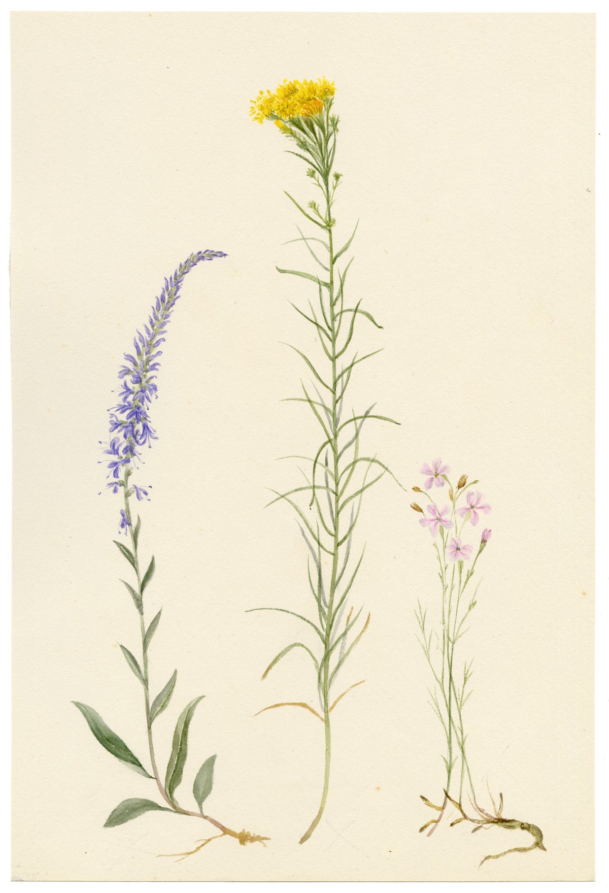 Falloon, Spiked Speedwell (Veronica spicata), Goldilocks Aster (Linosyris vulgaris), Narrow-leaved flax, (Linum tenuifolium) Wildflowers, Switzerland – 1896 watercolour painting