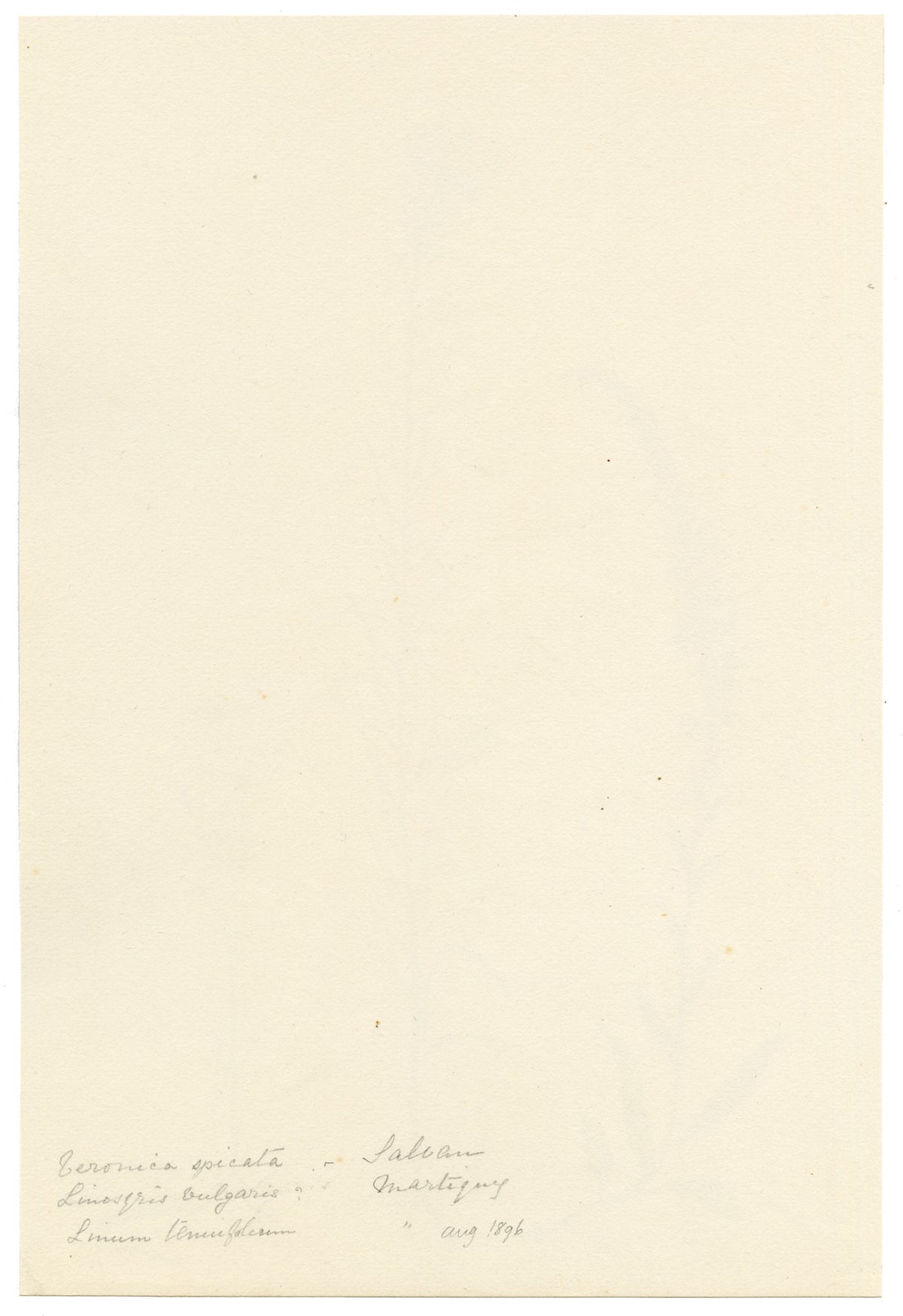 Falloon, Spiked Speedwell (Veronica spicata), Goldilocks Aster (Linosyris vulgaris), Narrow-leaved flax, (Linum tenuifolium) Wildflowers, Switzerland – 1896 watercolour painting