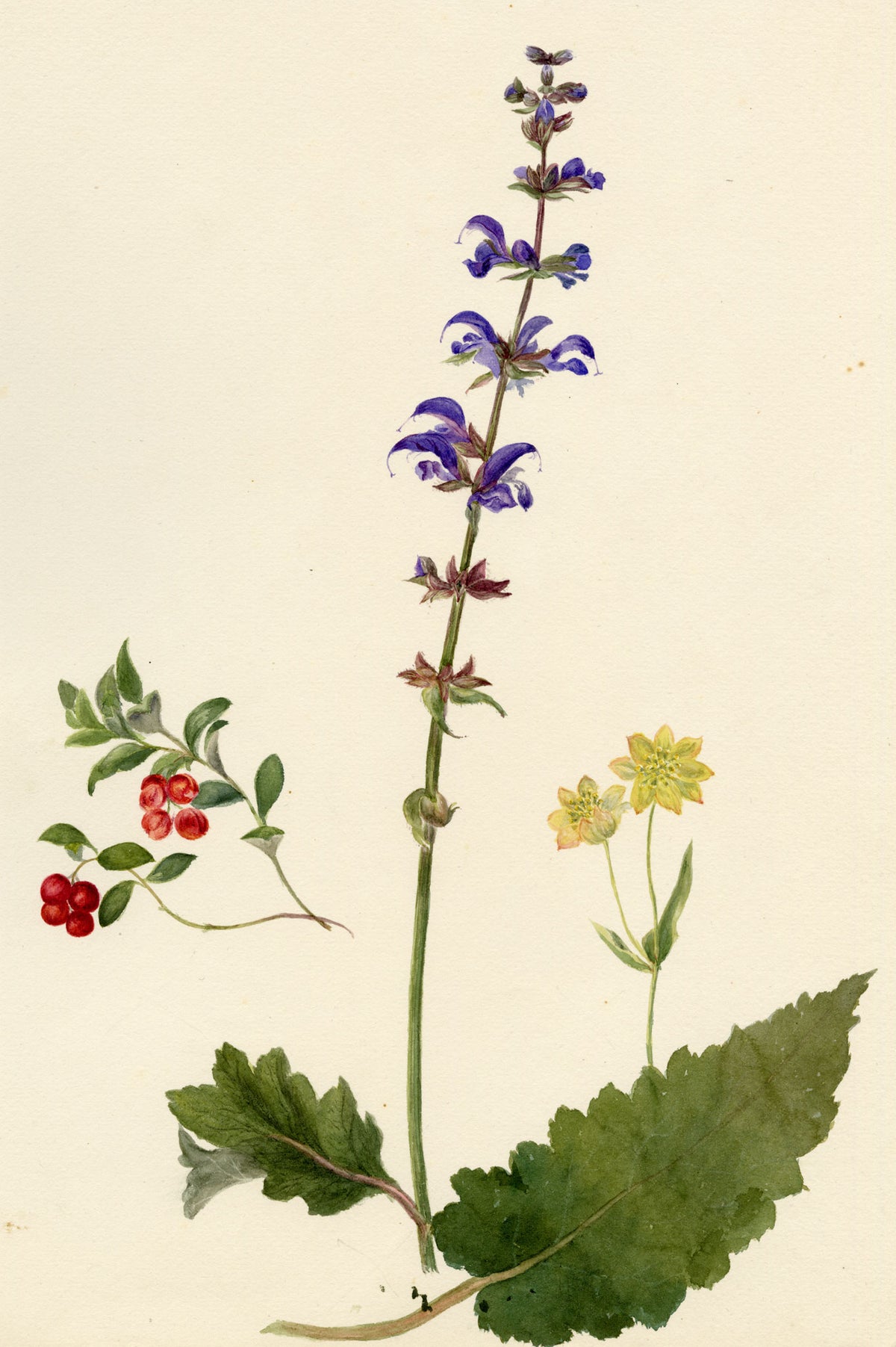 Falloon, Meadow Clary Flower (Salvia pratensis), Chamonix, French Alps – 1896 watercolour painting
