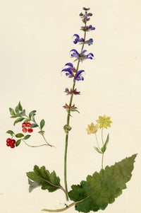 Falloon, Meadow Clary Flower (Salvia pratensis), Chamonix, French Alps – 1896 watercolour painting