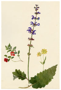 Falloon, Meadow Clary Flower (Salvia pratensis), Chamonix, French Alps – 1896 watercolour painting