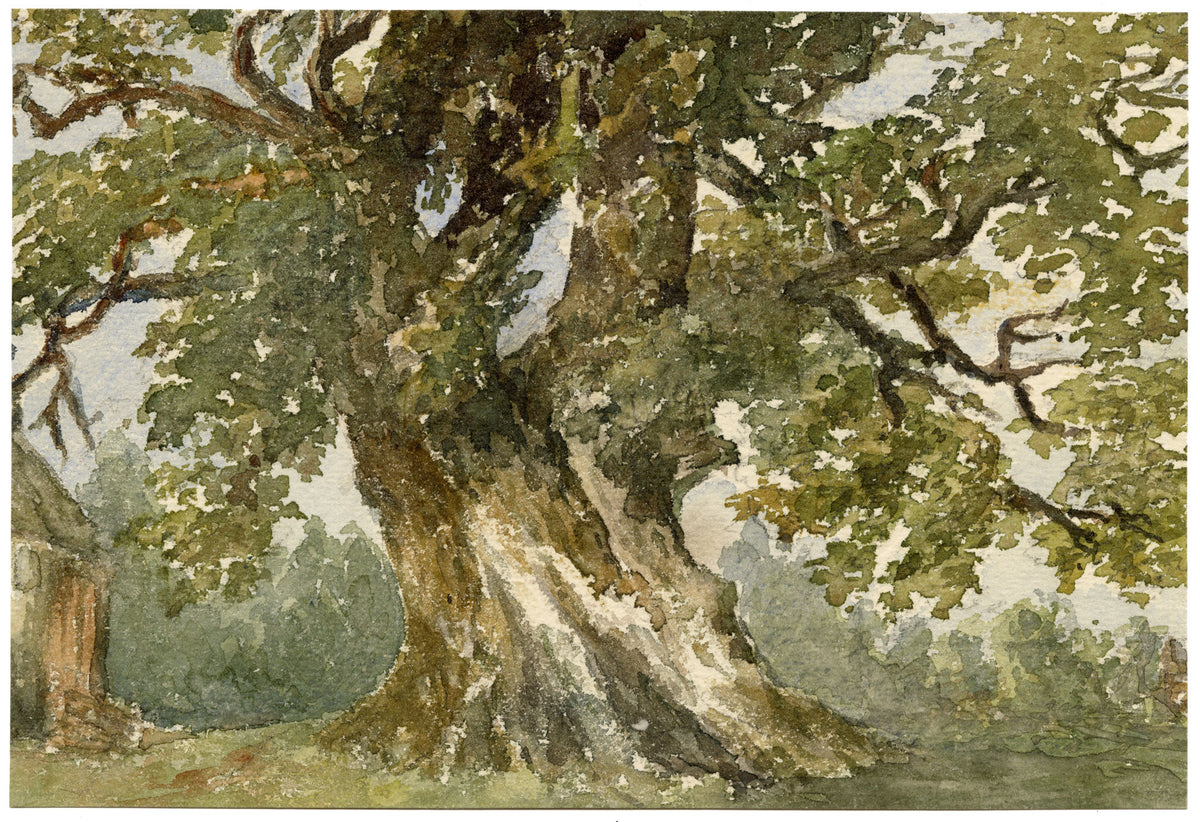 Elizabeth Middleton Powell, Oak Tree near Kenilworth, Sir Walter Scott – 1868 watercolour painting